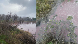 Экологи рассказали о пробах воды из розового пруда в воронежском селе