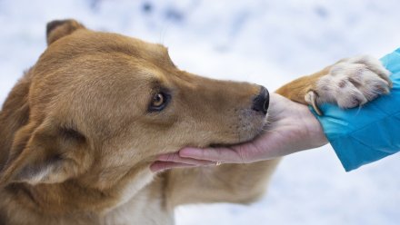 Новый очаг бешенства обнаружили в Воронежской области