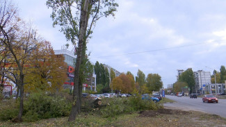 В Воронеже вырубили дерево ради рекламного баннера