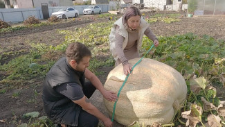 Выращенную под Воронежем тыкву-великаншу назвали Фионой