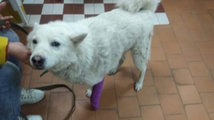 В Воронежской области бездомной собаке прострелили лапу