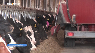 После реконструкции молочной фермы в воронежском селе появятся новые рабочие места