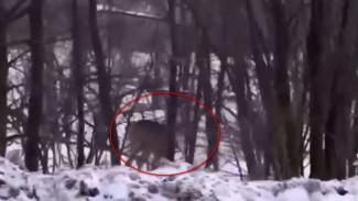 На воронежской трассе заметили прогуливающуюся по лесу косулю