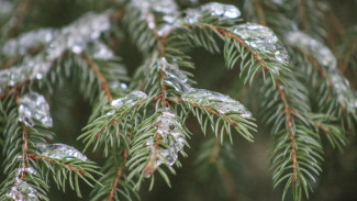Воронежские лесники начали предновогодние рейды