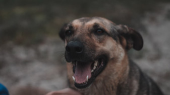 В Воронеже нападение собак на ребёнка и девушку привело к уголовному делу
