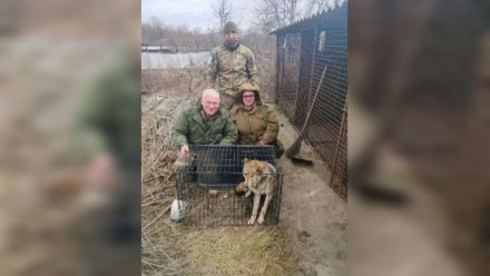 Воронежский зоопарк приютил спасённых из зоны СВО волчицу и енотовидных собак