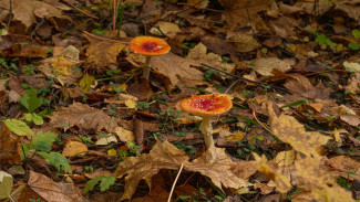 В Воронежской области отравились грибами 63 человека