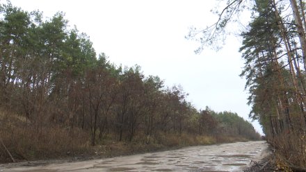 На магистрали Шишкова – Тимирязева в Воронеже высадят 1,5 тыс. деревьев