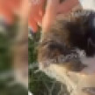 В Воронеже неизвестные завязали котёнка в мешок и выкинули на болото