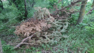 Прикрытый ветками труп утопленника нашли в лесополосе в Воронежской области