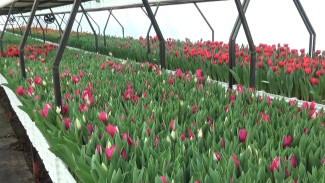 Выращенные в Воронежской области тюльпаны к 8 Марта разъедутся по всей стране