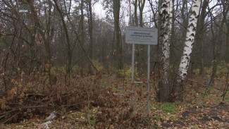 Как планируют защищать леса в Воронежской области