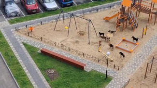 Власти проверили сообщения об огромной стае бродячих псов в воронежском ЖК