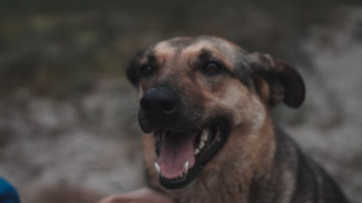 Прокусившую ногу жительнице Воронежа бездомную собаку отловят