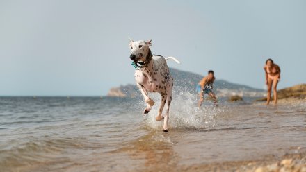 Воронежцам запретят брать на пляж животных