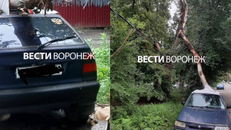 Рухнувшее дерево разбило авто и оборвало провода у дома в Воронеже