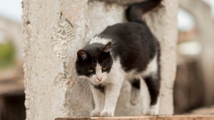 Воронежец спас двух кошек из горящей квартиры на 16 этаже