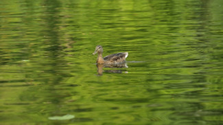 События недели: гордума нового созыва и выздоровление воронежских рек