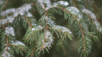 Прокуратура вернула государству 7 гектаров леса под Воронежем