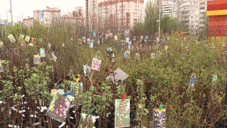 Воронежцам рассказали, где приобрести саженцы перед дачным сезоном