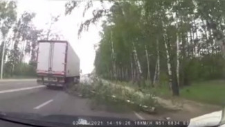 В ураган на дорогу в Воронеже рухнула берёза: появилось видео