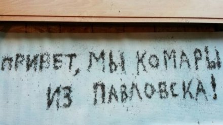 Обработку от личинок комаров в Воронежской области назвали неэффективной