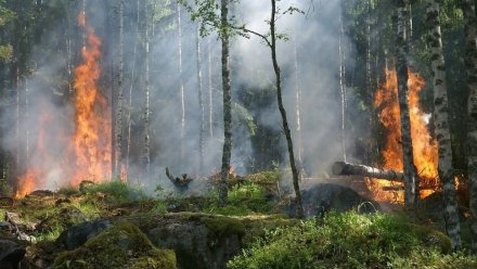 Уровень пожарной опасности вырос до максимального в пяти районах Воронежской области