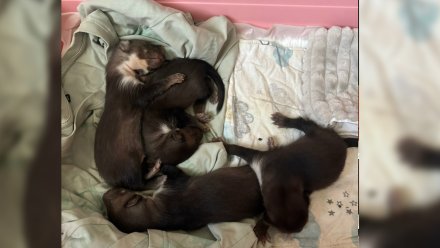 Четырёх малышей каменной куницы нашли на воронежском заводе