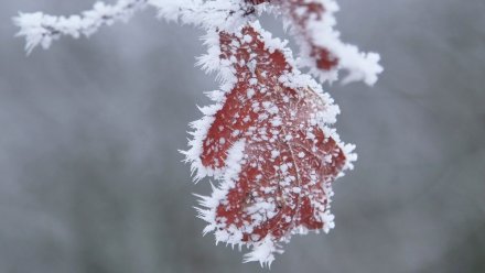 Заморозки до -3 градусов спрогнозировали в Воронежской области на новой рабочей неделе