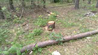 Вырубка деревьев в воронежском лесопарке Оптимистов оказалась законной