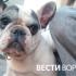 В Воронеже французского бульдога выкинули у гаражей
