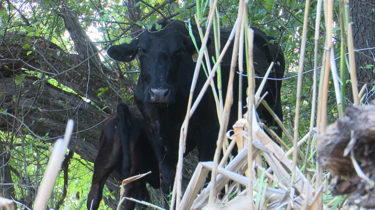 Вопросы из чатов: почему у коровы черный кал?