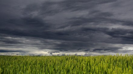 Первая неделя лета начнётся с жары и гроз