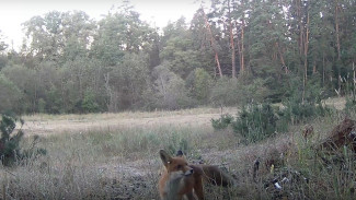 Обучающую игру двух лисят записали камеры Воронежского заповедника