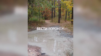 В Воронеже неизвестные слили бетон в Северном лесу 