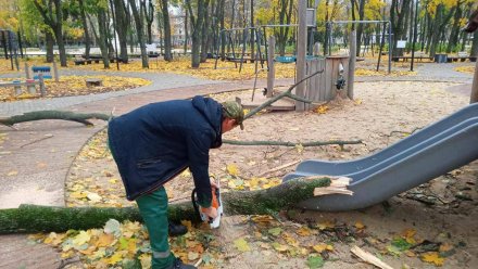 Семь деревьев рухнули в парках и скверах в Воронеже из-за сильнейшего ветра