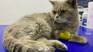 Кошки из воронежского котокафе пошли на поправку после пожара