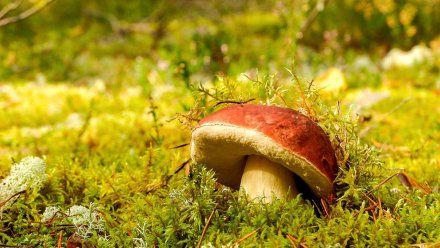 В Воронежской области число отравившихся грибами выросло до 11 человек