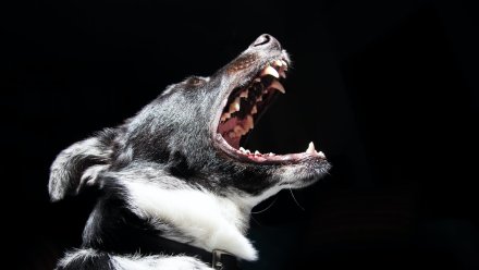 Следователи заинтересовались историей о нападении стаи собак на девочку под Воронежем