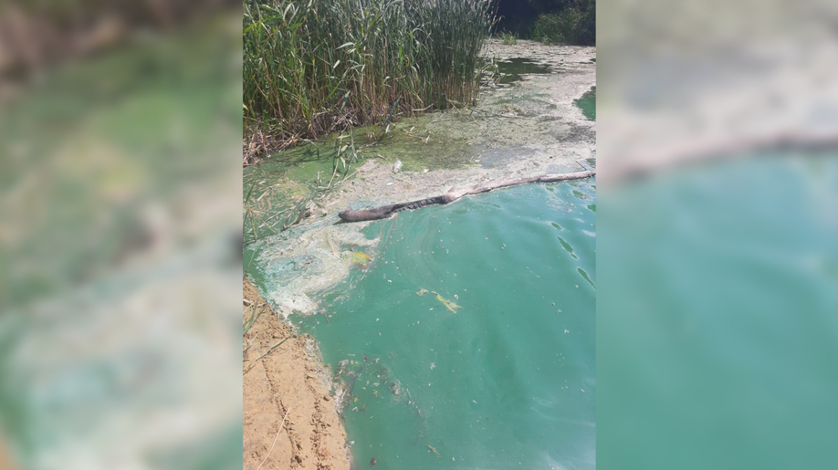 Вода в реке воронеж сегодня. Загрязнение реки Усманки Воронежская область. Демиденко Воронеж река глубокая.