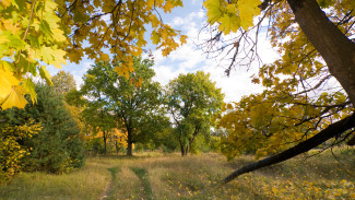 Прогноз погоды в Воронеже на 10.09.2025