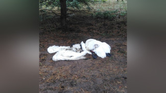 Полиция отказалась возбуждать дело из-за гибели двух краснокнижных лебедей