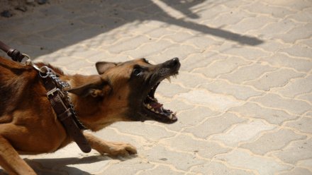 В Воронеже мужчина натравил собаку на полицейского
