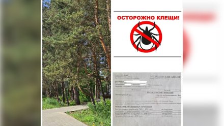 Воронежцы сообщили о клещах с боррелиозом в Ямном