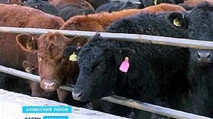 Ферму из Аннинского района проверяют сотрудники прокуратуры
