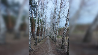 В Воронеже уничтожат двухкилометровую берёзовую аллею