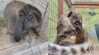 Ярмарку замученных животных в воронежском ТЦ закрыли после жалоб волонтёров