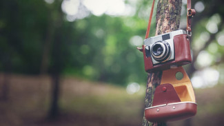 В воронежских лесах установят 221 фотоловушку для слежки за отдыхающими
