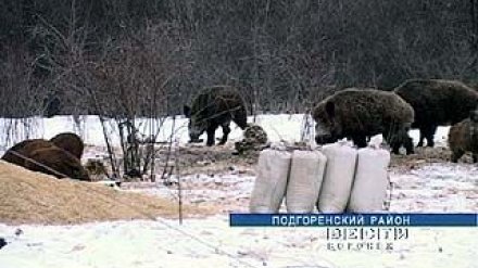 Наступило самое трудное время для лесных обитателей