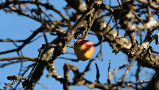 Стало известно, сколько воронежские застройщики были готовы выложить за яблоневые сады